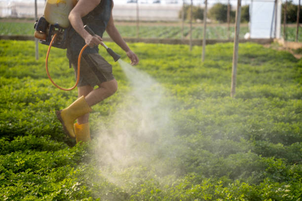 Best Local Pest Control Services  in Carson, WA